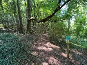 Woodland (1)_ECW- click for photo gallery